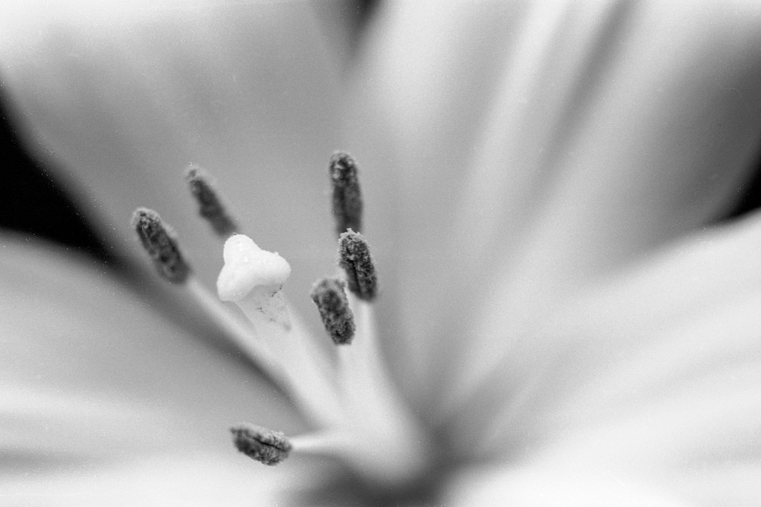 Fotografรญa analรณgica